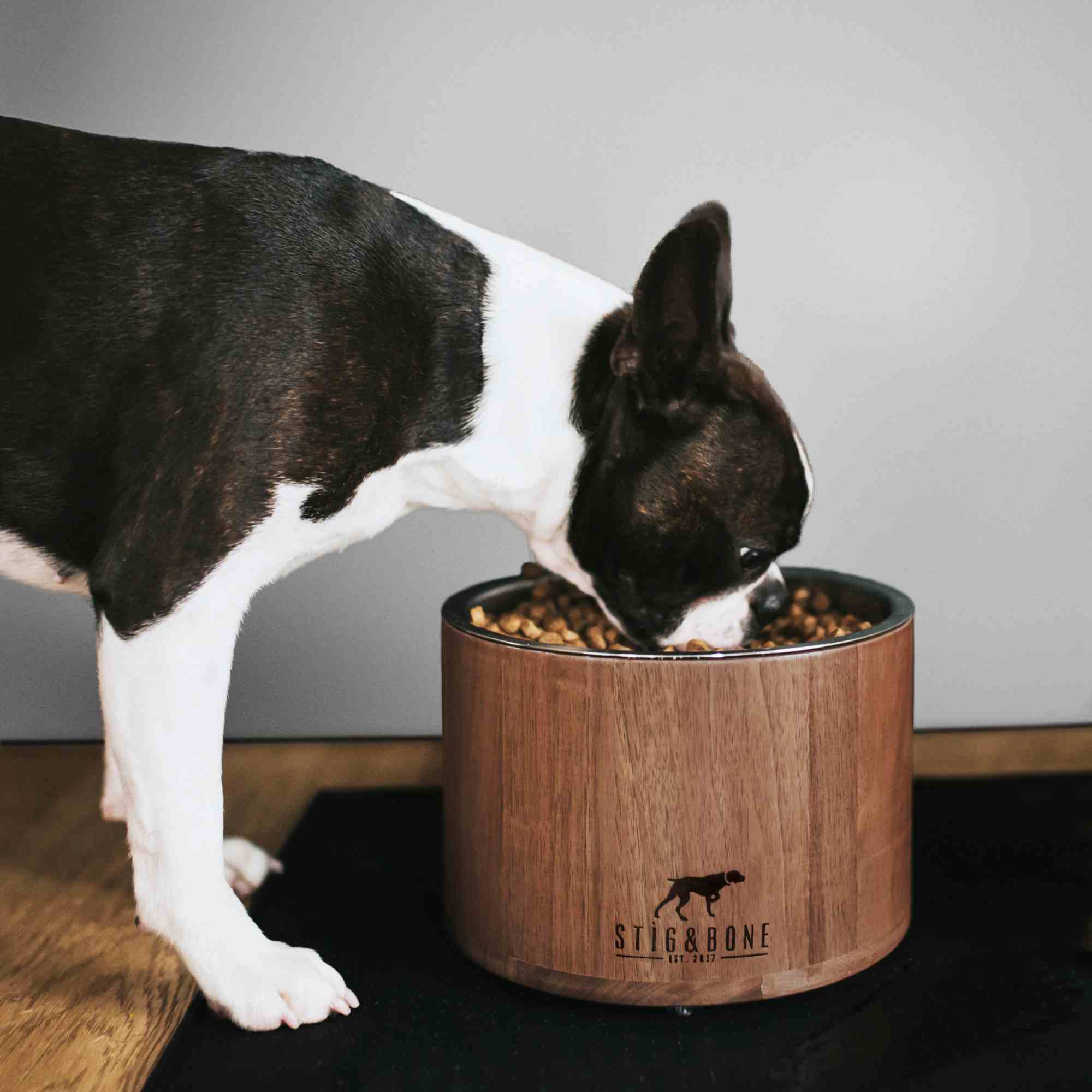 Tall tails dog outlet bowl